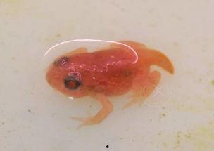 国产蝌蚪网,探索创新与发展的网络新势力  第2张