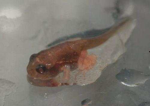 国产蝌蚪网,探索创新与发展的网络新势力  第3张